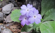 16 Primula albenensis...